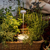 <p>Swap</p> | Zafferano